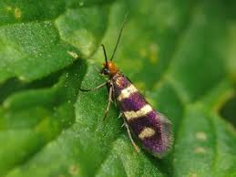 Attēlu rezultāti vaicājumam “Micropterix aureatella”