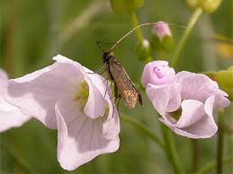 Attēlu rezultāti vaicājumam “Cauchas rufimitrella”