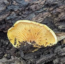 Attēlu rezultāti vaicājumam “Phyllotopsis nidulans”