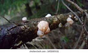 Attēlu rezultāti vaicājumam “Tremella encephala”