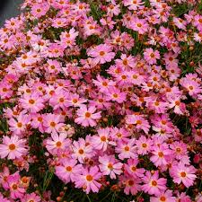 Image result for Coreopsis