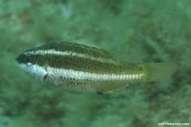 Image result for Symphodus bailloni