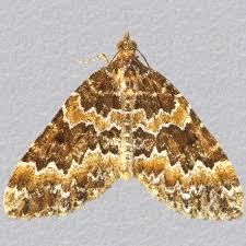 Attēlu rezultāti vaicājumam “Electrophaes corylata”