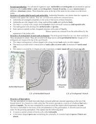 Attēlu rezultāti vaicājumam “Sphagnum sporophyte”