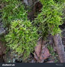 Attēlu rezultāti vaicājumam “Pleurocarpous mosses”