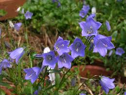 Image result for Campanula formanekiana