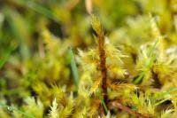 Attēlu rezultāti vaicājumam “Tomentypnum nitens”