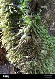 Attēlu rezultāti vaicājumam “Isothecium alopecuroides”