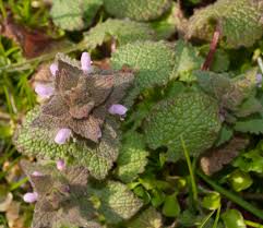 Attēlu rezultāti vaicājumam “Lamium purpureum leaf”
