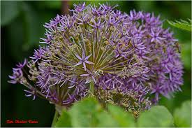 Image result for Zierlauch