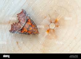 Attēlu rezultāti vaicājumam “Scoliopteryx libatrix”