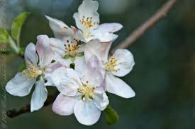 Attēlu rezultāti vaicājumam “Malus domestica flower”