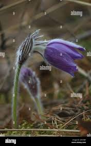 Attēlu rezultāti vaicājumam “Pulsatilla patens bud”