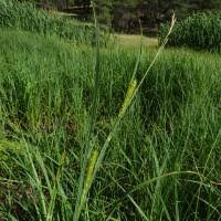 Attēlu rezultāti vaicājumam “Carex atherodes”