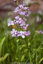 Attēlu rezultāti vaicājumam “Cardamine pratensis”
