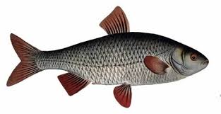 Image result for Rutilus heckelii