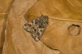 Attēlu rezultāti vaicājumam “Hadena rivularis”