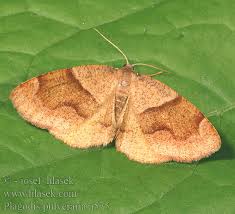 Attēlu rezultāti vaicājumam “Plagodis pulveraria”