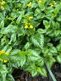 Attēlu rezultāti vaicājumam “Lamiastrum galeobdolon bud”