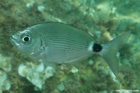 Image result for Oblada melanurus