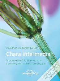 Attēlu rezultāti vaicājumam “Chara intermedia male”