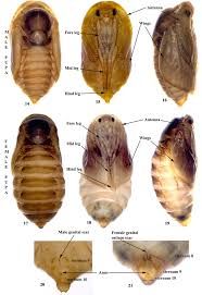 Attēlu rezultāti vaicājumam “pupa”