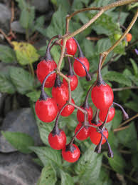 Attēlu rezultāti vaicājumam “Solanum dulcamara leaf”