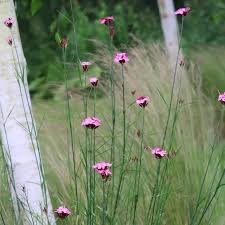 Image result for Dianthus carthusianorum