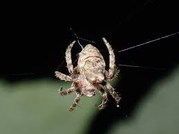 Attēlu rezultāti vaicājumam “Araneidae”