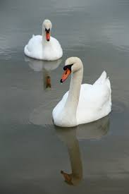 Image result for Sussex Swans
