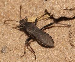 Attēlu rezultāti vaicājumam “Alydus calcaratus imago”