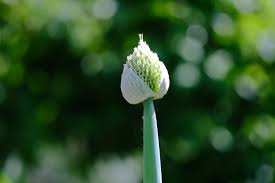 Attēlu rezultāti vaicājumam “Allium schoenoprasum bud”