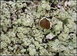 Attēlu rezultāti vaicājumam “Stemonitopsis hyperopta var. landewaldii macro”