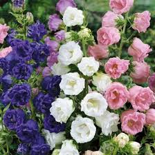 Image result for Campanula medium