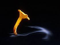 Attēlu rezultāti vaicājumam “Stemonitopsis hyperopta spores”