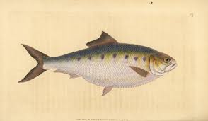 Image result for Alosa alosa