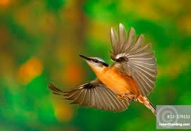 Attēlu rezultāti vaicājumam “Sitta europaea”