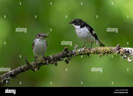 Attēlu rezultāti vaicājumam “Ficedula hypoleuca male”