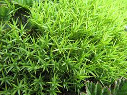 Attēlu rezultāti vaicājumam “Polytrichum commune var. perigoniale”