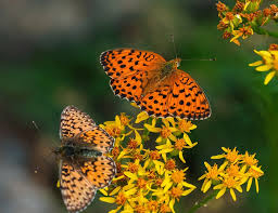 Attēlu rezultāti vaicājumam “Boloria titania”