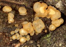 Attēlu rezultāti vaicājumam “Hyalorbilia inflatula”