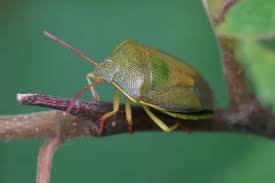 Attēlu rezultāti vaicājumam “Dryophilocoris flavoquadrimaculatus imago”