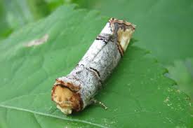 Attēlu rezultāti vaicājumam “Phalera bucephala imago”