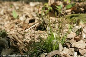 Attēlu rezultāti vaicājumam “Carex digitata fruit”