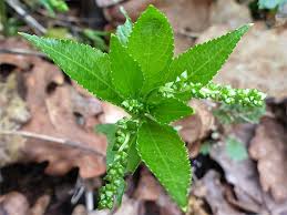 Attēlu rezultāti vaicājumam “Mercurialis perennis flower”