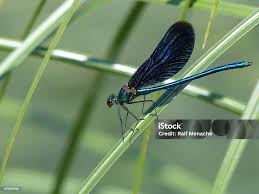 Attēlu rezultāti vaicājumam “Calopteryx virgo”