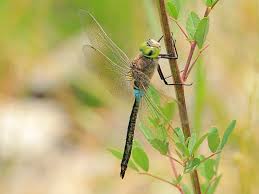 Attēlu rezultāti vaicājumam “Anax parthenope”