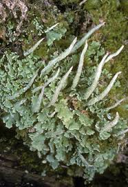 Attēlu rezultāti vaicājumam “Cladonia norvegica”