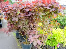 Attēlu rezultāti vaicājumam “Cotinus coggygria flower”