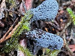 Attēlu rezultāti vaicājumam “Badhamia lilacina plasmodium”